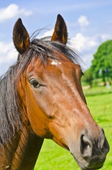 horse portrait