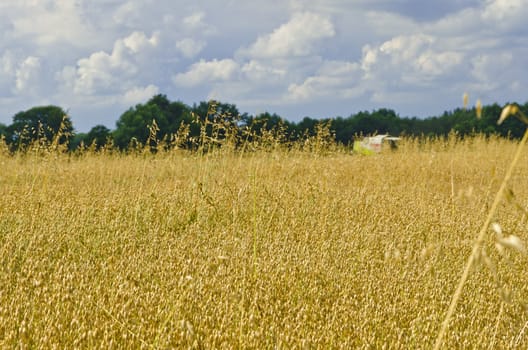 harvest time