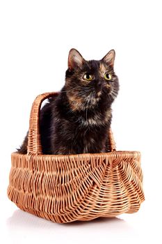 Cat in a wattled basket on a white background