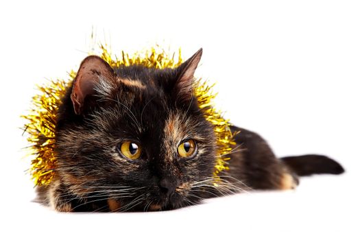 Portrait of a festive cat on a white background