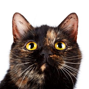 Portrait of a multi-colored cat on a white background