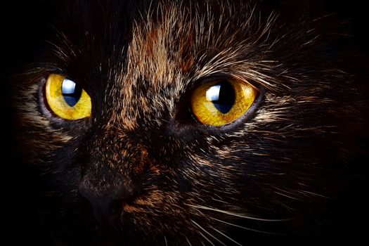 Beautiful yellow cat's eyes