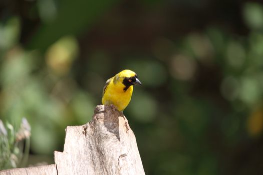 Southern Masked-Weaver (Ploceus cuculliatus)