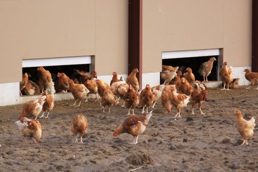 an organic farm chickens and hens raised outdoors