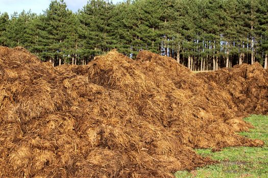 spreading a bunch of farm manure for organic agriculture