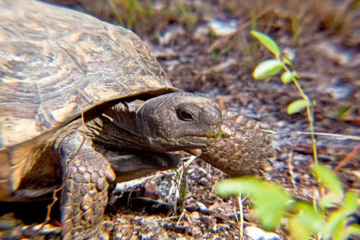 close up of a turtle;s head on the ground walking 