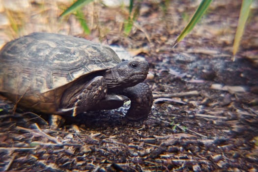 close up of a turtle;s head on the ground walking 