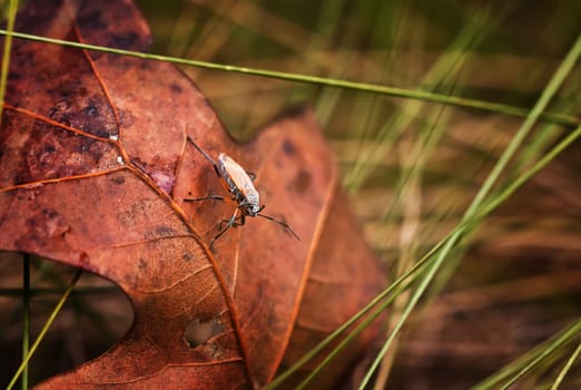 Orange Small Milkweed Bug on a leaf