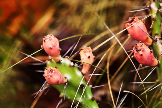 close up picture of a bud cactus's flower