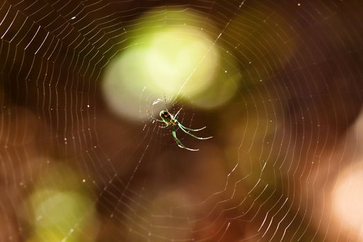 Green Spider  Orchard Orbweaver (Leucauge venusta) and the web