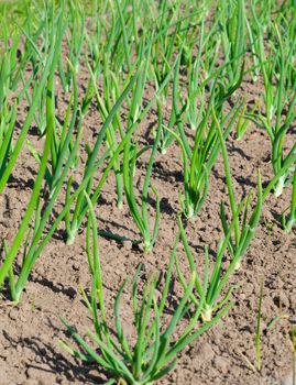 view of chive on the field.plantation onions. Shallow depth-of-field.