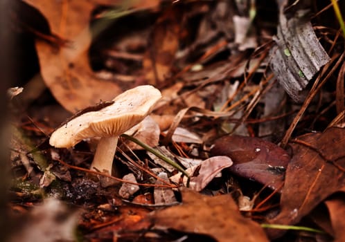 nacro picture of a mushroom on a ground 