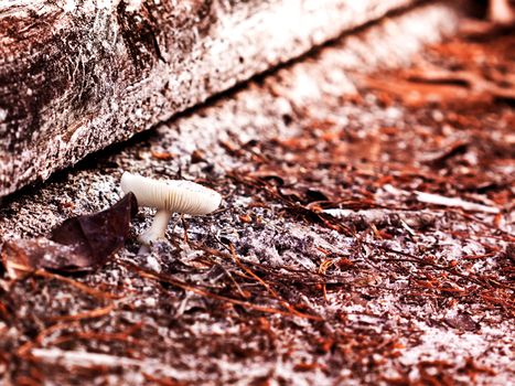 nacro picture of a mushroom on a ground 