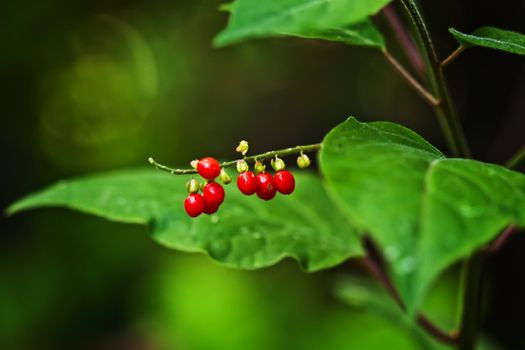 close up picture of red seeds in the wood