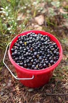 Full bucket of a   blueberries