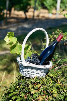 Bottle of red wine and grapes in basket 