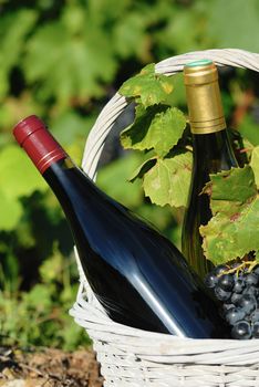 white and red wine in a basket with grapes