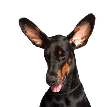 Cute ears of dobermann dog isolated on white