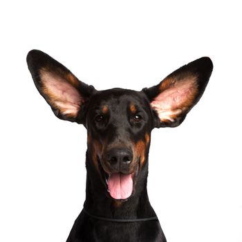 Cute ears of dobermann dog isolated on white