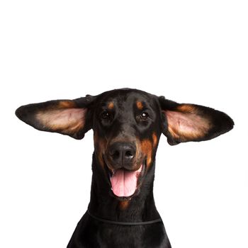 Cute ears of dobermann dog isolated on white