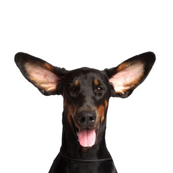 Cute ears of dobermann dog isolated on white