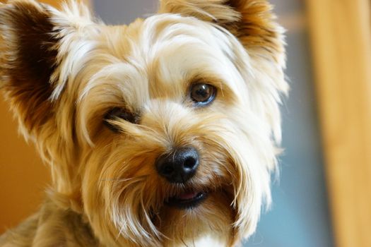 A dog (Yorkshire terrier) with a funny and curious eyes