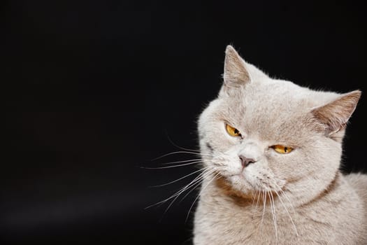 British cat on a black background with a funny and curious eyes