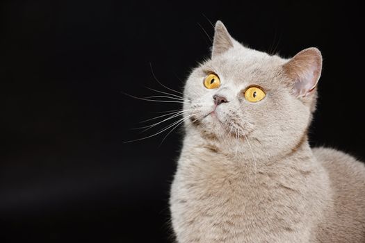 British cat on a black background with a funny and curious eyes