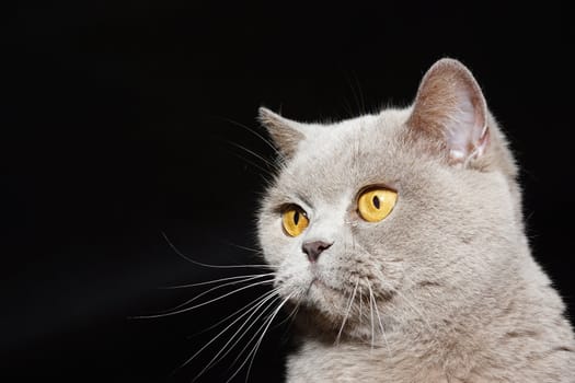 British cat on a black background with a funny and curious eyes