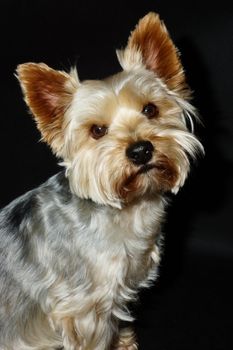 A dog (Yorkshire terrier) on a black background with a funny and curious eyes