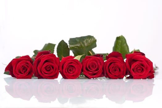 Red roses laying next to each other