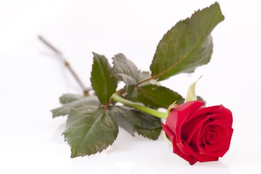 Single red rose laying on a white background