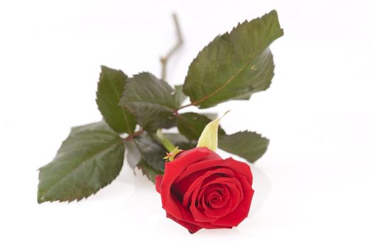 Single red rose laying on a white background