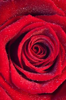 Close up of a red rose with little drops