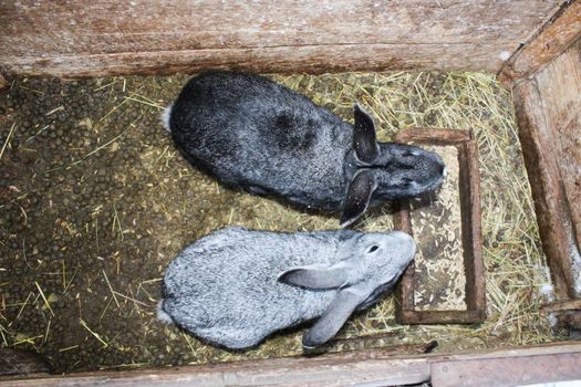 The image of a pair of grey nice rabbits