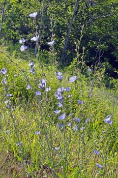 Flowers of common chicory. A lot of blue flowers.