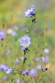 Flowers of common chicory. A lot of blue flowers.