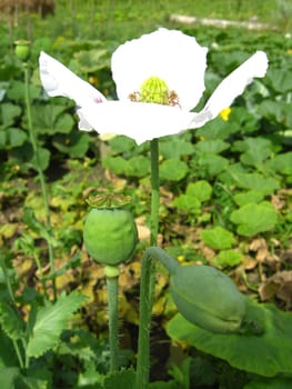 The image of the beautiful red flower of a poppy and its fruits on a plantation