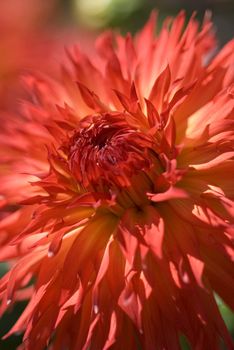 Macro shot of a brilliant red dahlia flower in the field. Shallow depth of field