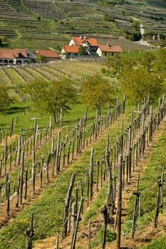 Vineyard in Wachau, Austria