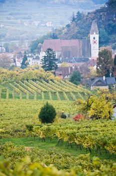 Wineyard in Village called Spitz, Lower Austria