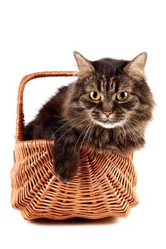Portrait a fluffy cat in a wattled basket on a white background