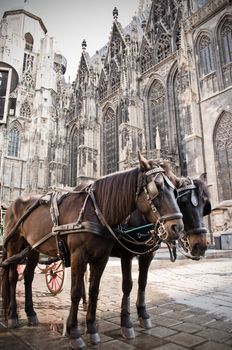 Coach on front of the Stephansdom, a familiar Church in Vienna.