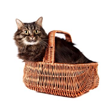 Fluffy cat in a wattled basket on a white background