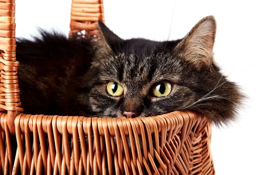 Portrait a cat in a wattled basket on a white background