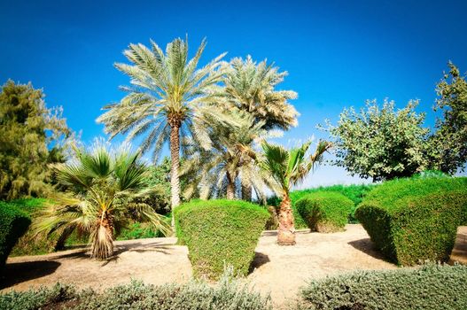 beautiful summer park with palms in a blue clear sky