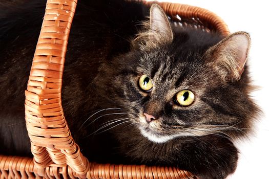 Portrait of a striped cat in a basket on a white background