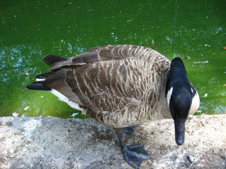 the image of duck standing near the water