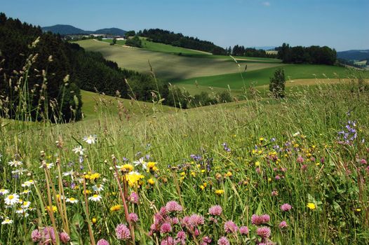 Summer Landscape in Austria with wild Flowers