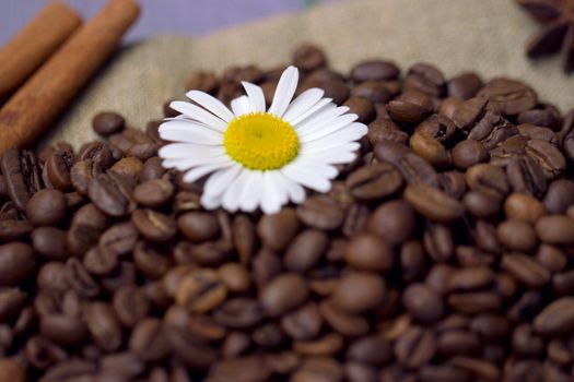 Close-up of coffee beans with chamomile